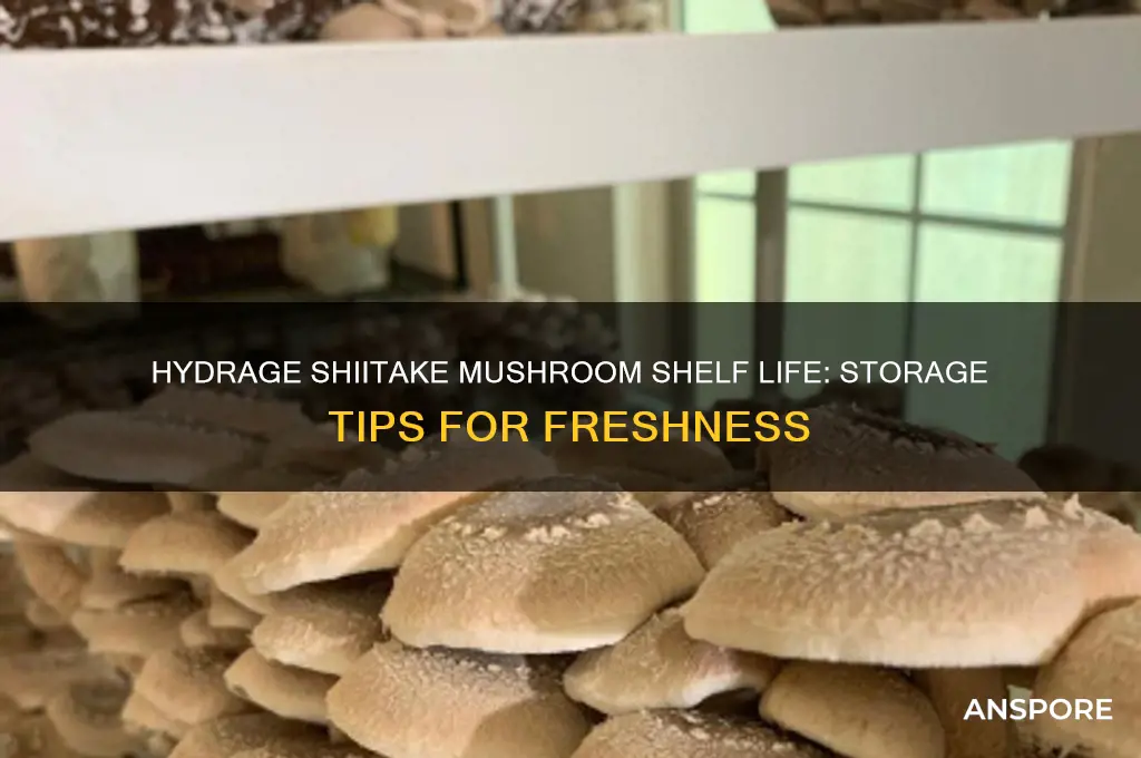 how long hydrage shiitake mushroom