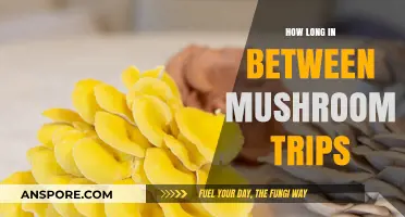 Timing Your Mushroom Journeys: Optimal Spacing for Safe Psychedelic Trips