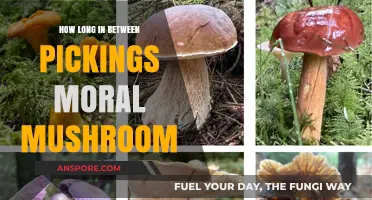 Optimal Timing for Ethical Mushroom Harvesting: A Sustainable Guide