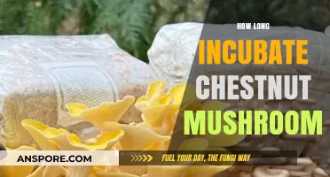 Chestnut Mushroom Incubation: Optimal Time for Perfect Growth Revealed