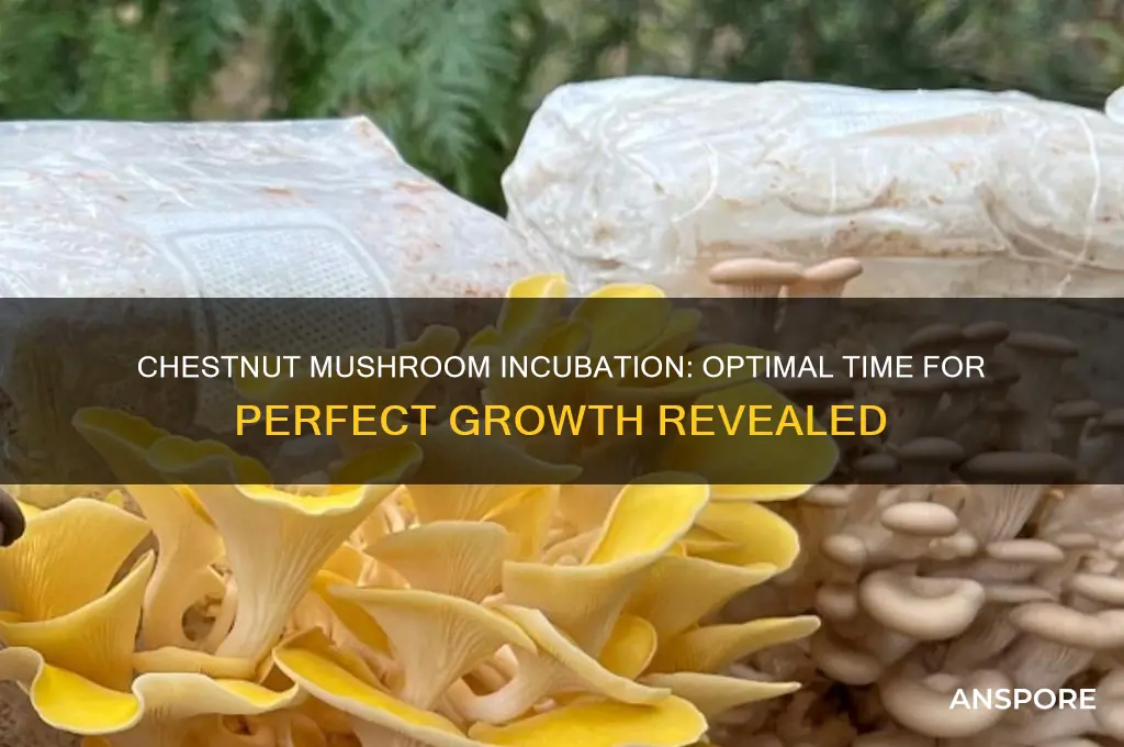 how long incubate chestnut mushrooms