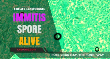 Coccidioides Immitis Spores: Lifespan and Survival in the Environment