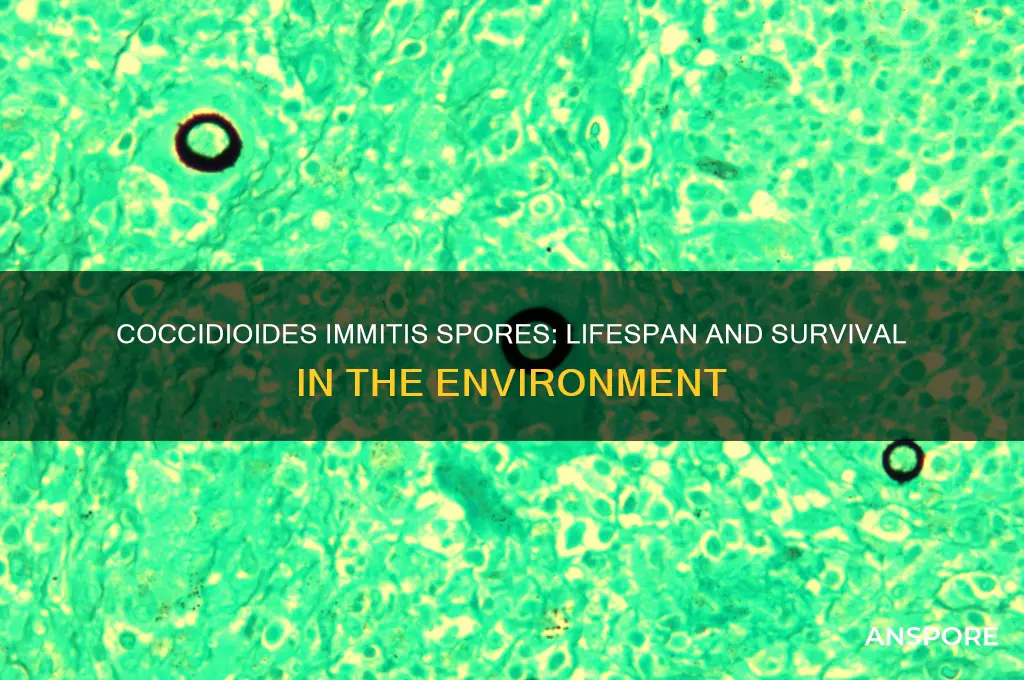 how long is a coccidioides immitis spore alive