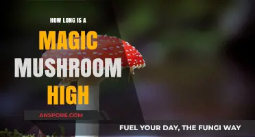 Exploring the Duration of a Magic Mushroom High: What to Expect
