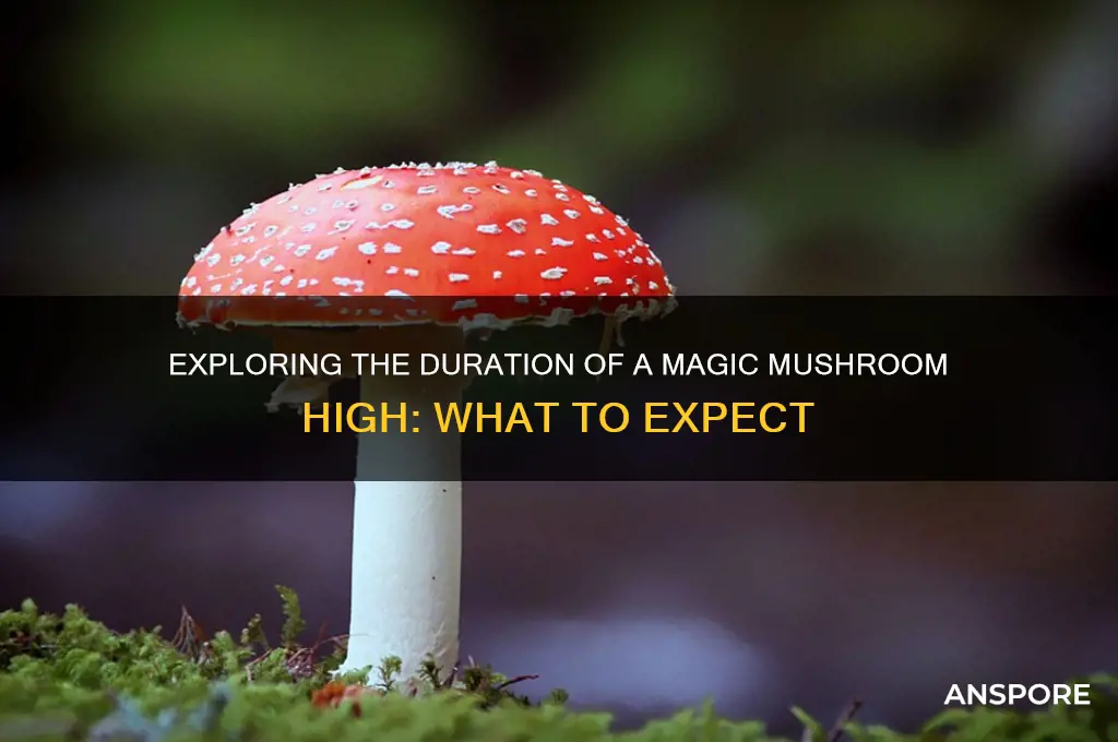 how long is a magic mushroom high
