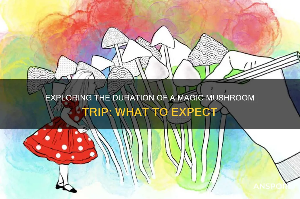 how long is a magic mushroom trip