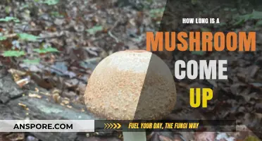Understanding Mushroom Come-Up Duration: Factors and Timelines Explained
