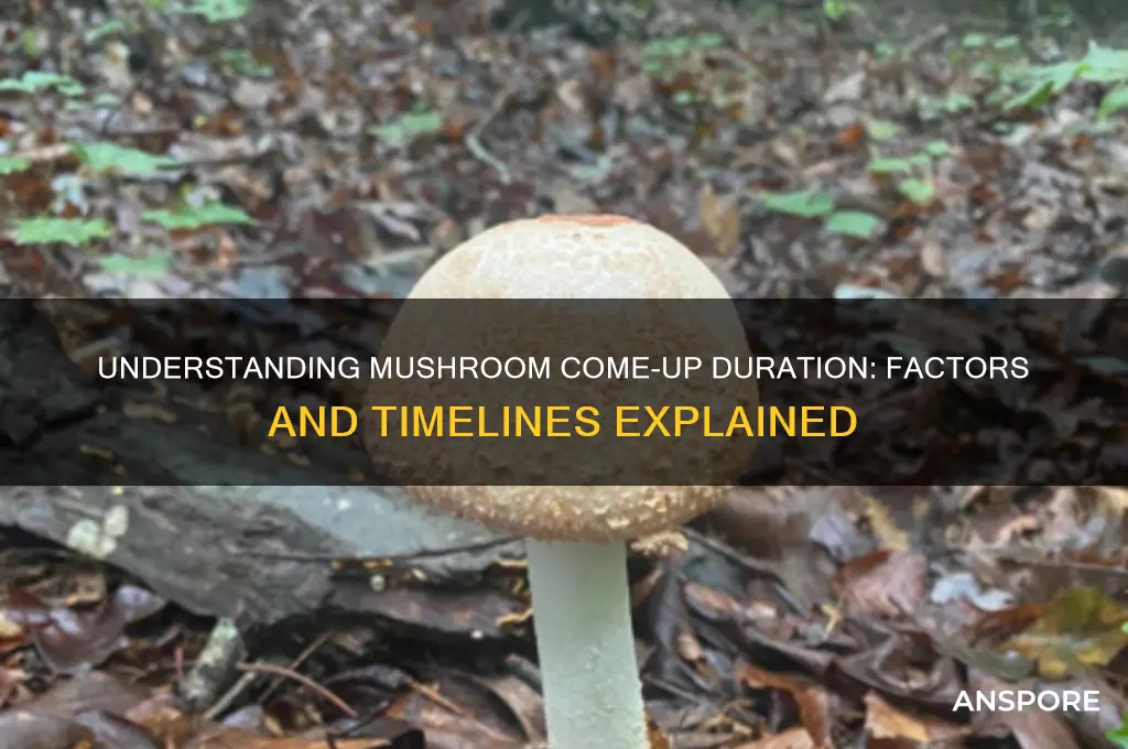 how long is a mushroom come up