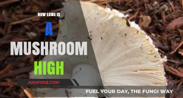 Exploring the Duration of a Mushroom High: What to Expect