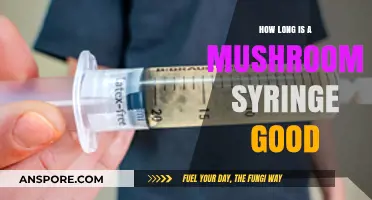 Shelf Life of Mushroom Syringes: How Long Do They Last?
