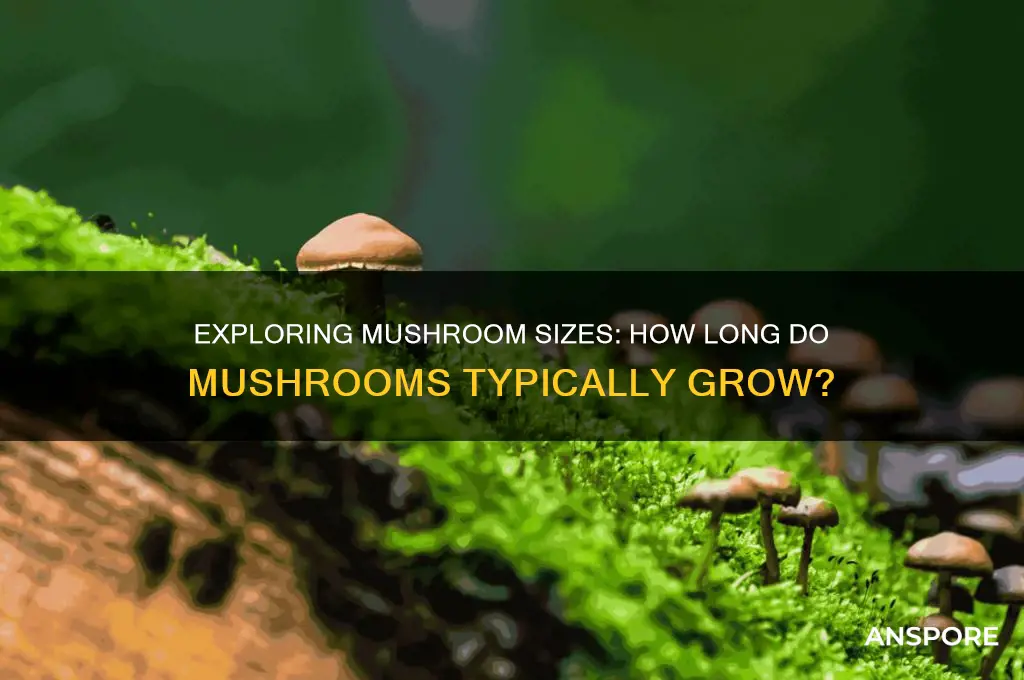 how long is a mushroom