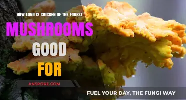 Chicken of the Woods Shelf Life: Freshness and Storage Tips