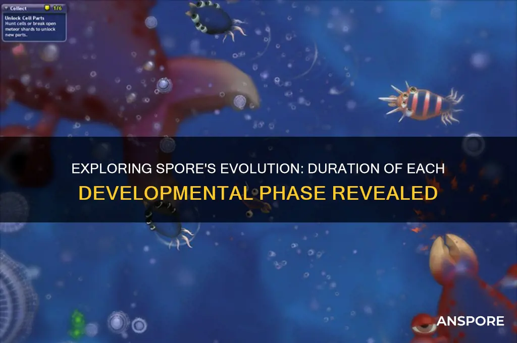 how long is each phase of spore