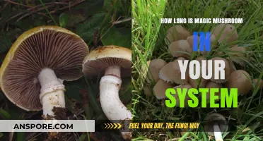 Magic Mushrooms Detection: How Long Do They Stay in Your System?