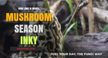 Morel Mushroom Season Duration: When and How Long to Hunt Inky Caps