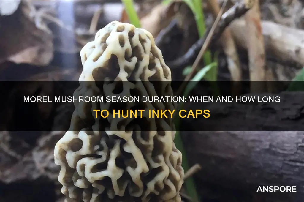 how long is morel mushroom season inky