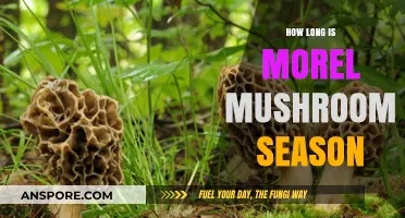 When Does Morel Mushroom Season Begin and End?