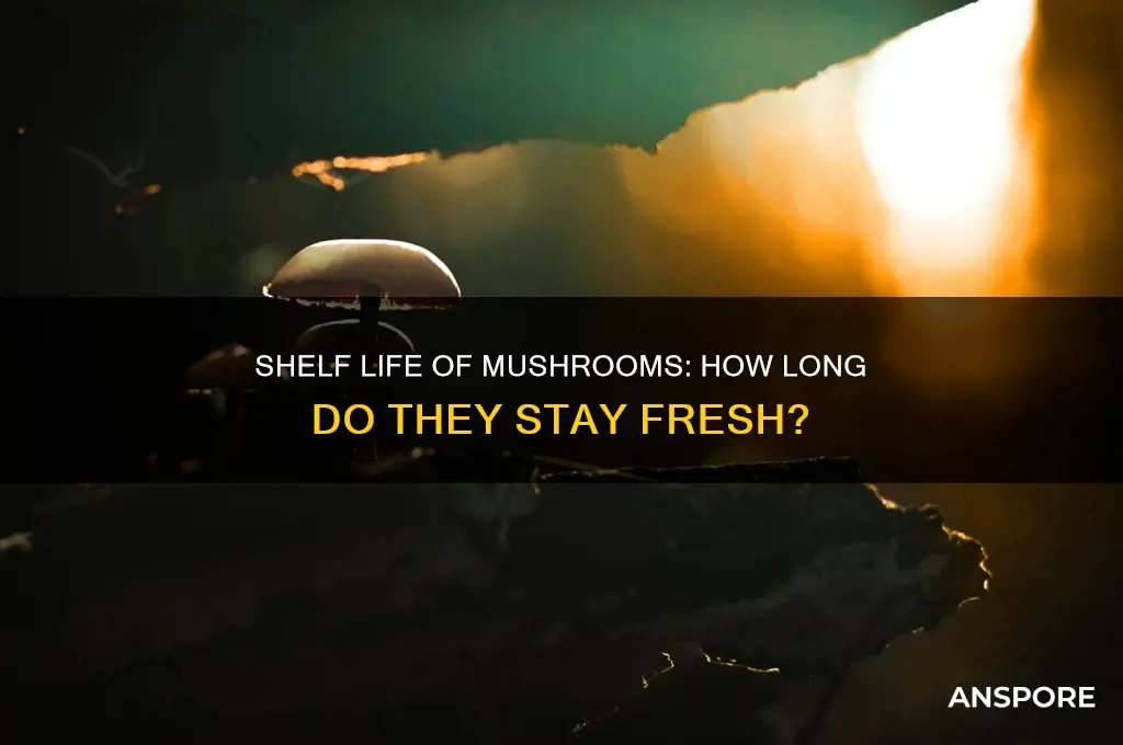 how long is mushroom good for