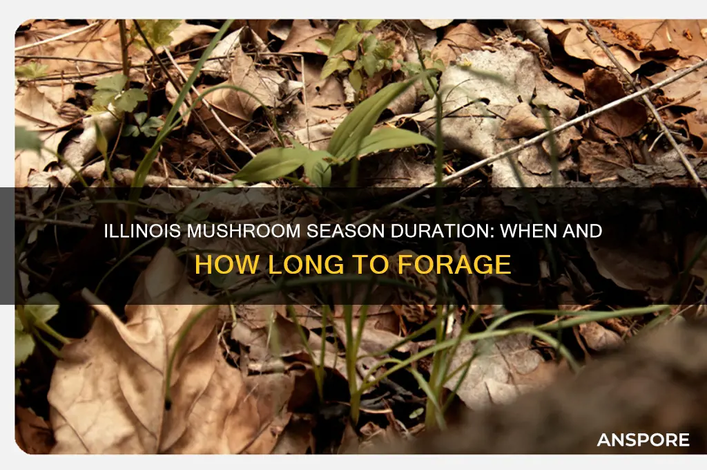 how long is mushroom season in il