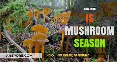 When to Hunt: Understanding the Duration of Mushroom Season