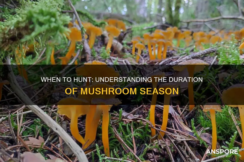 how long is mushroom season