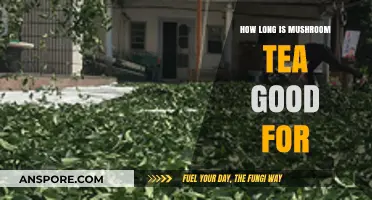 Shelf Life of Mushroom Tea: How Long Does It Stay Fresh?