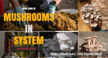 How Long Do Mushrooms Stay in Your System?