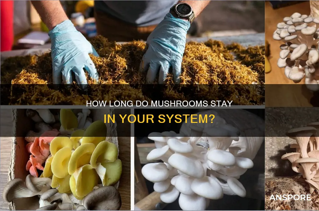 how long is mushrooms in system