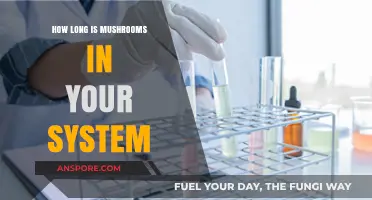 How Long Do Mushrooms Stay in Your System?