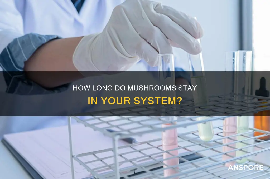 how long is mushrooms in your system