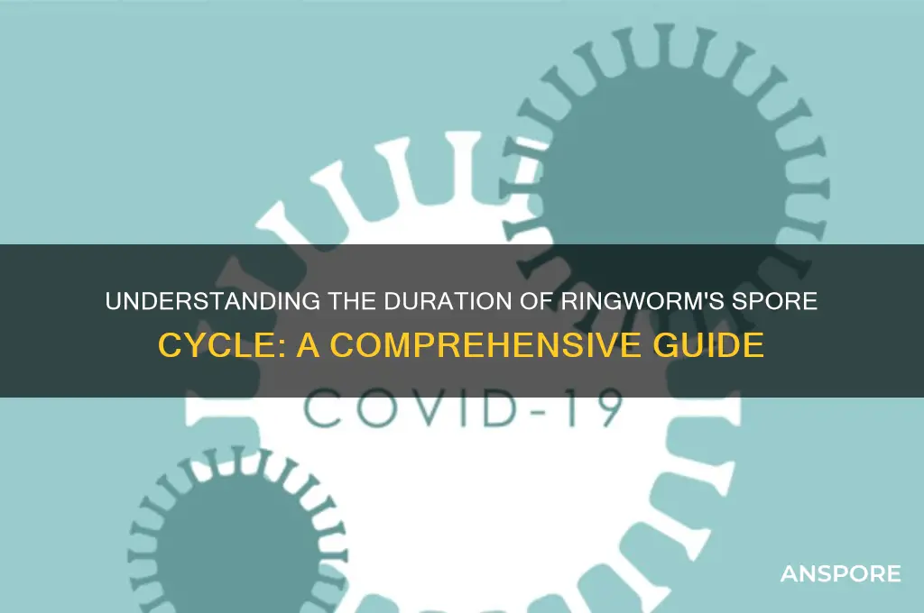 how long is spore cycle on ringworm