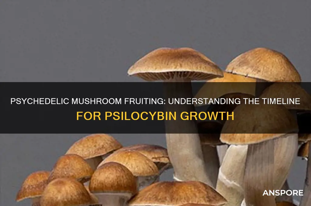 how long is the fruiting process with psylicibin mushrooms