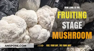 Understanding the Duration of Mushroom Fruiting Stage: A Comprehensive Guide
