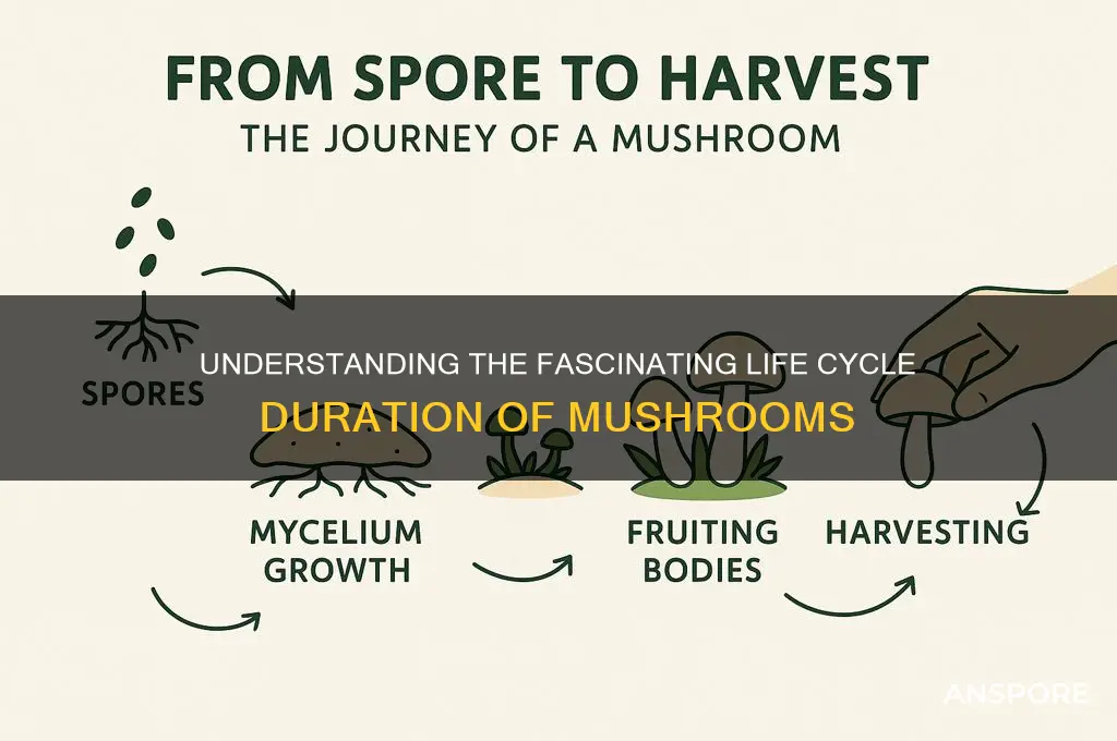 how long is the life cycle of a mushroom