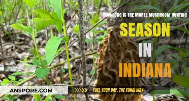 Indiana's Morel Mushroom Hunting Season: Duration and Best Timing