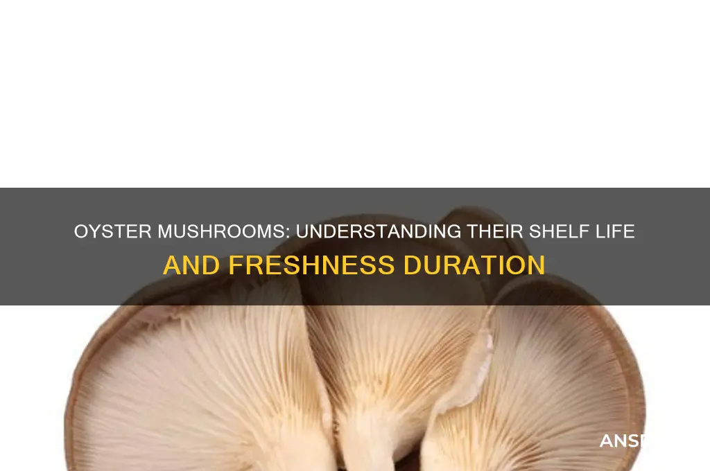 how long is the shelf life for oyster mushrooms