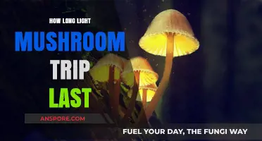 Exploring the Duration of a Light Mushroom Trip: What to Expect