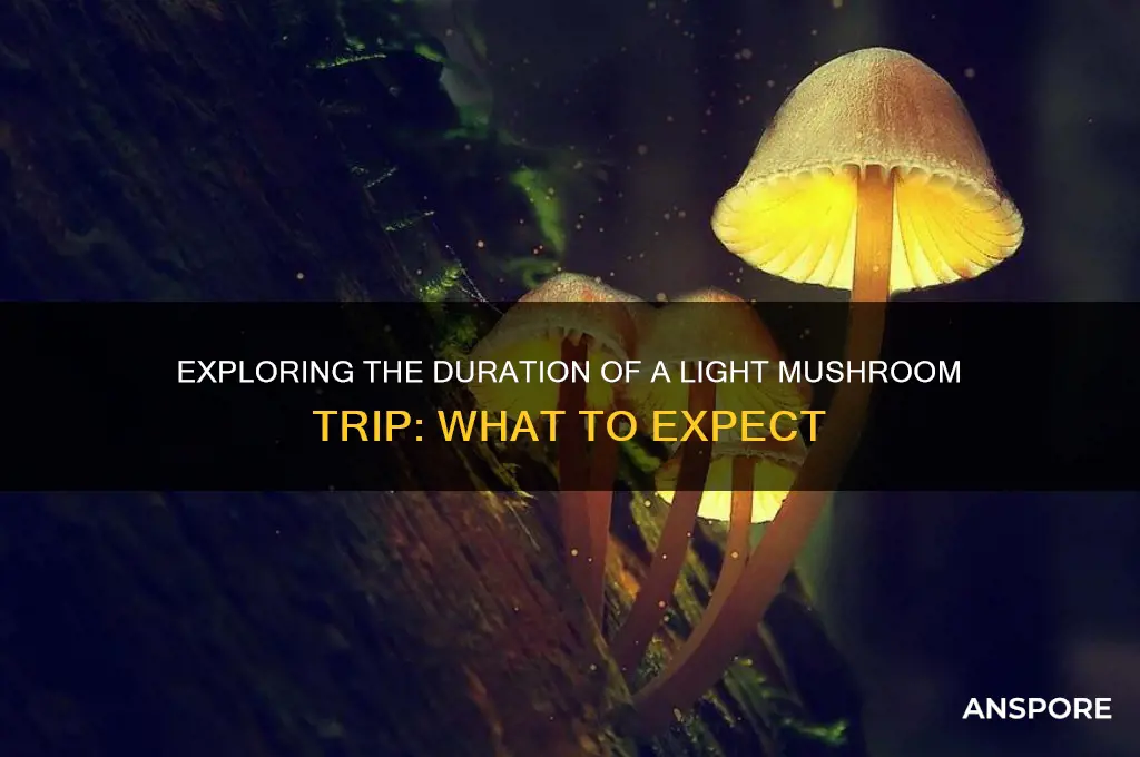 how long light mushroom trip last