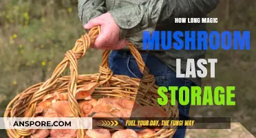 Magic Mushrooms Storage Lifespan: How Long Do They Last?