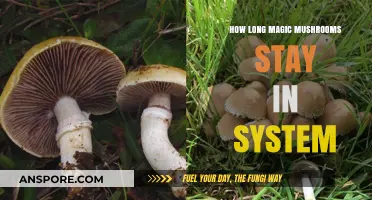 How Long Do Magic Mushrooms Stay in Your System?