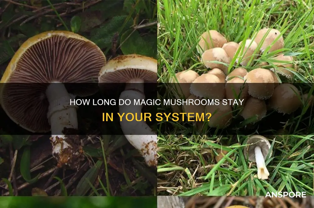how long magic mushrooms stay in system