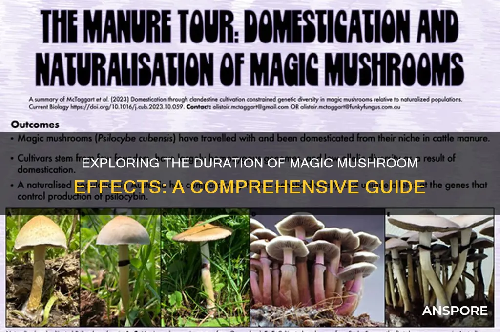 how long magic mushrooms