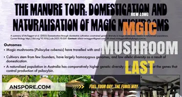 How Long Do Magic Mushrooms Last? Effects, Duration, and Factors