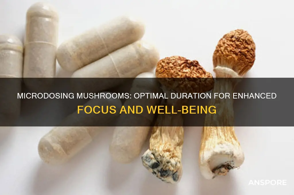 how long microdose mushrooms