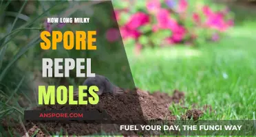 Effective Duration of Milky Spore for Repelling Moles in Your Lawn