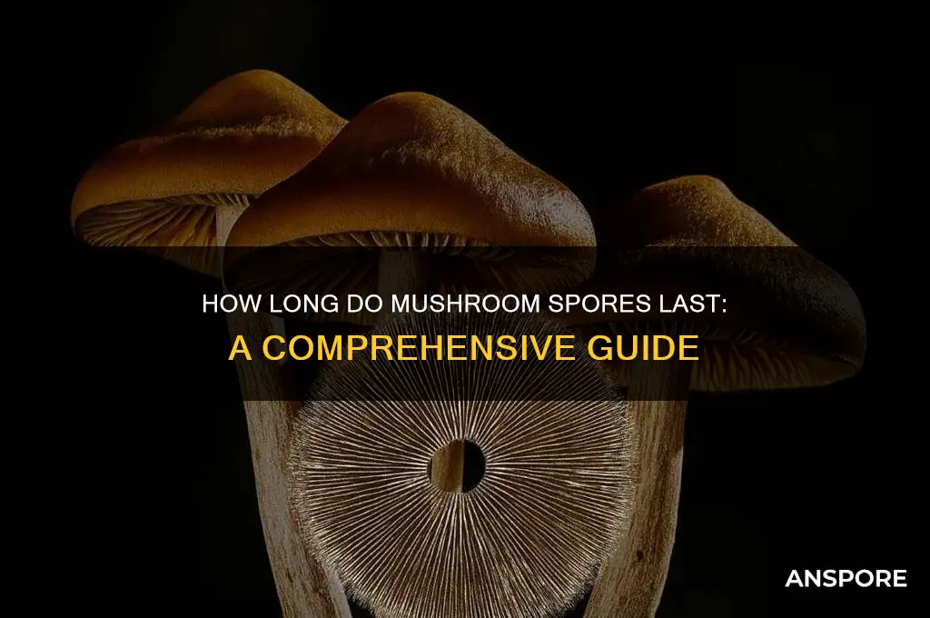 how long muhsroom spores last