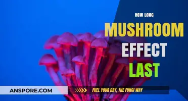 Understanding the Duration of Mushroom Effects: A Comprehensive Guide