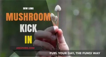 When Do Mushrooms Kick In? Timing and Factors Explained