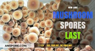 Mushroom Spores Lifespan: How Long Do They Remain Viable?