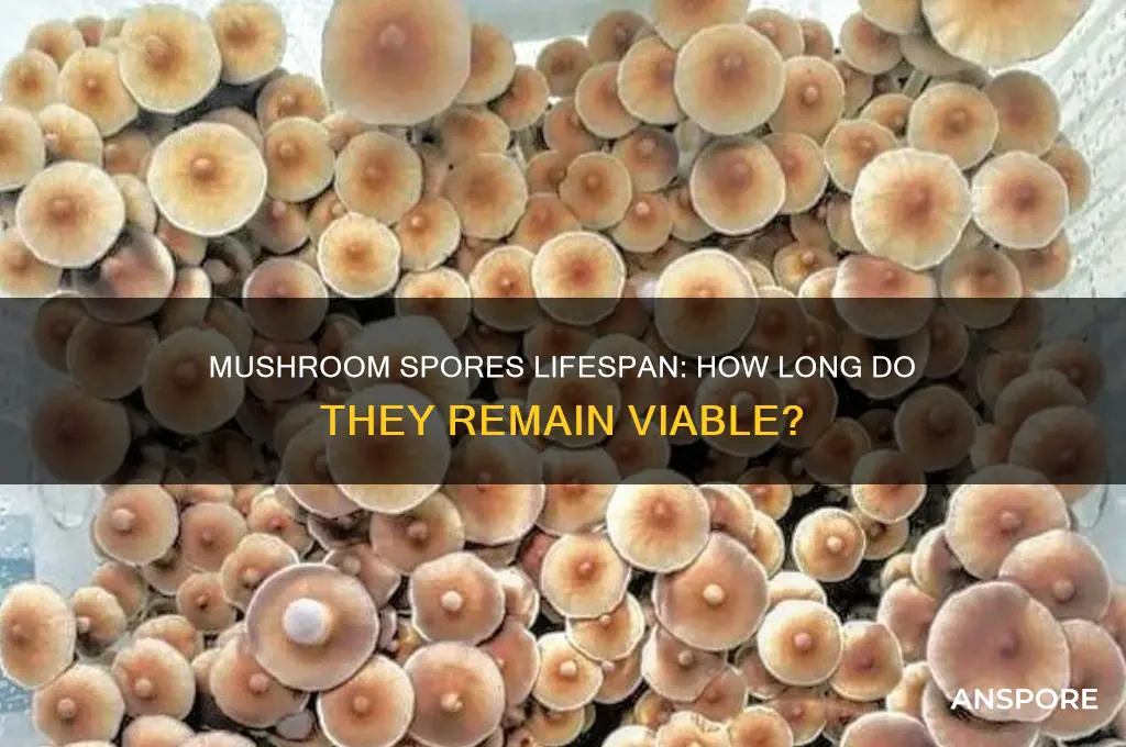 how long mushroom spores last